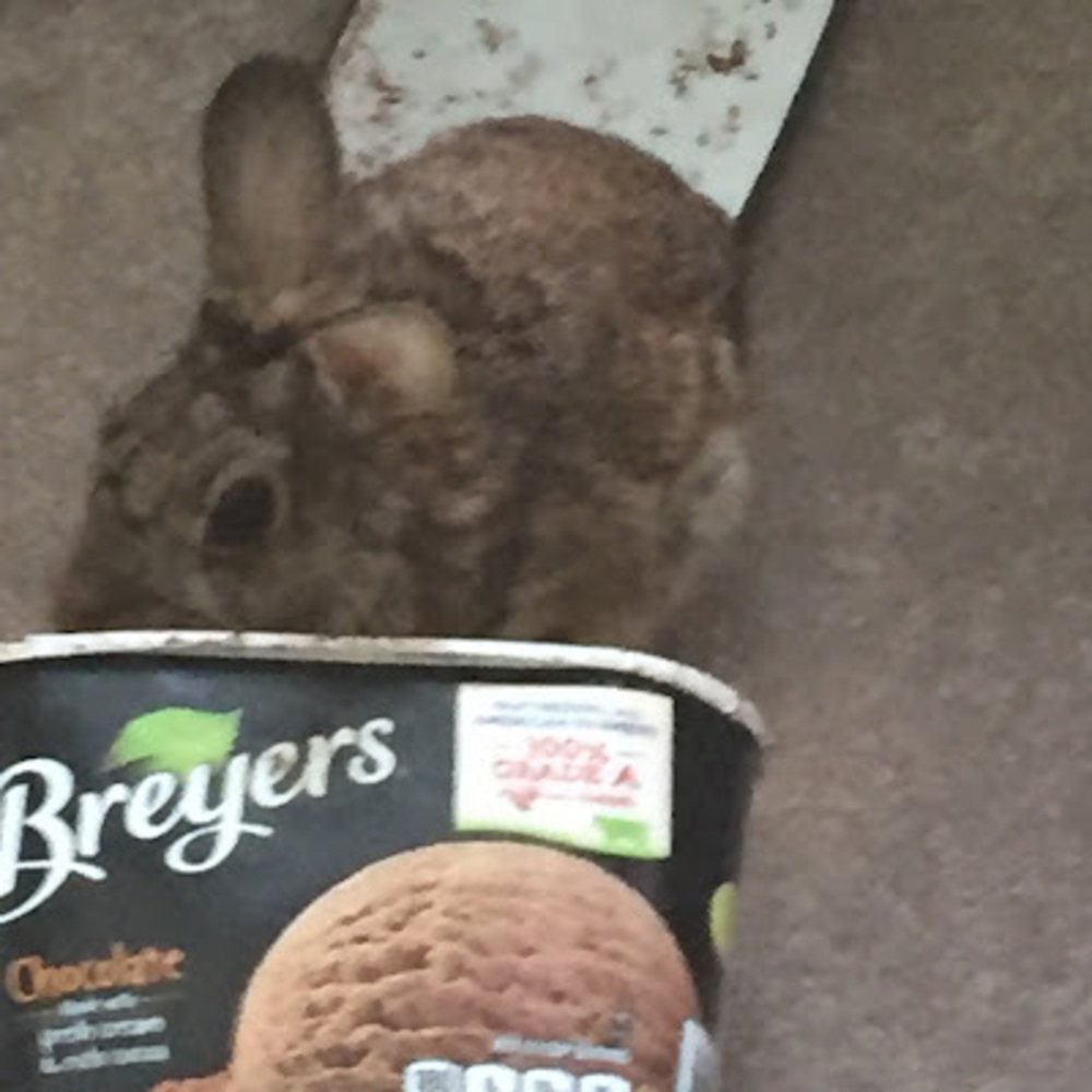 Meet your Posher, Pigeon